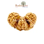 Trijuti Rudraksha