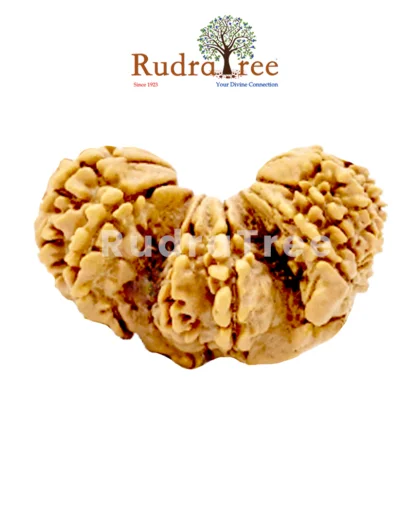 Trijuti Rudraksha