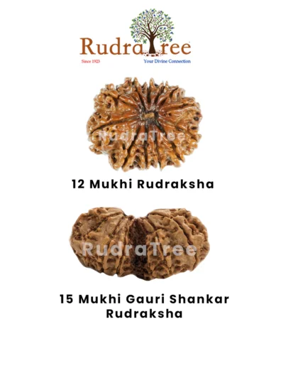 Libra Rudraksha