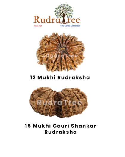 Taurus Rudraksha