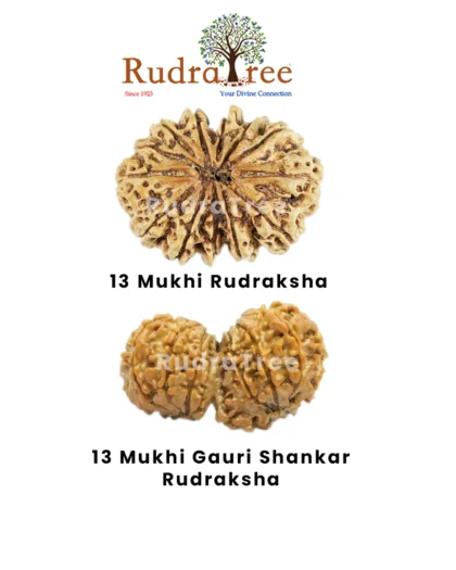 Scorpio Rudraksha