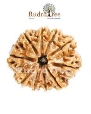 10mukhi rudraksha