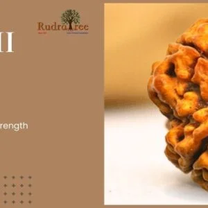 New Home 140 4 mukhi rudraksh