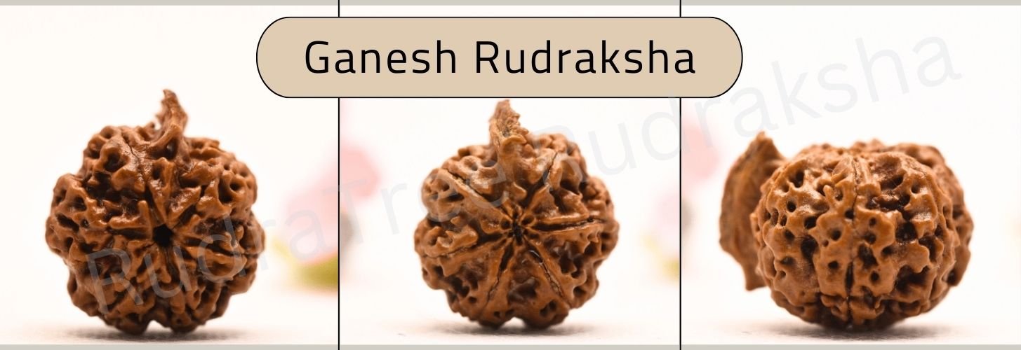 Ganesh Rudraksha