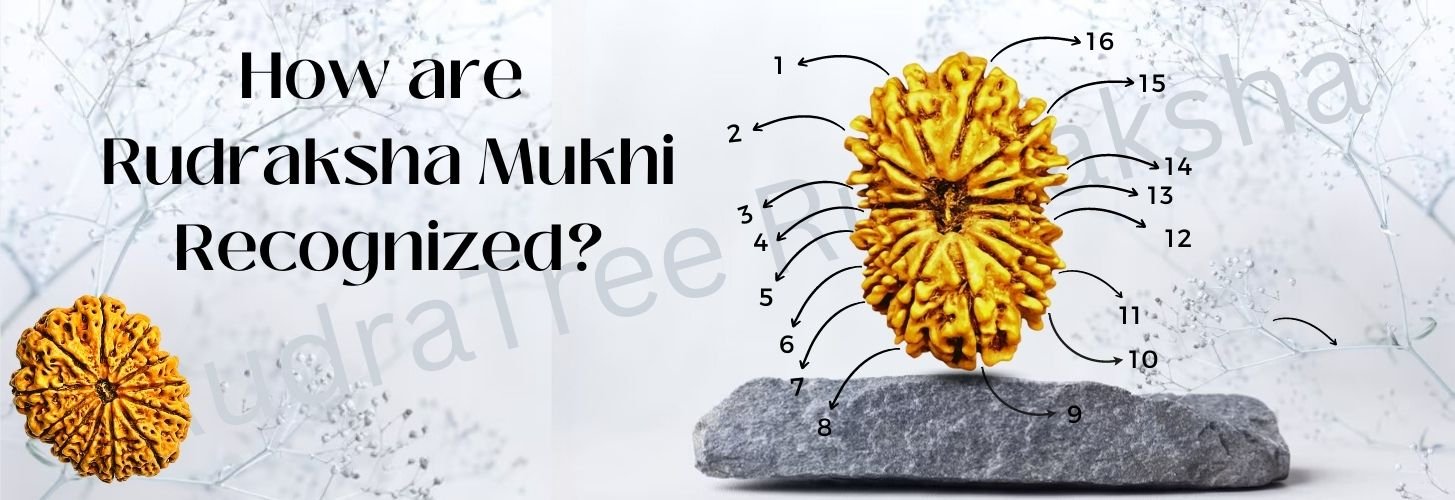 How are Rudraksha faces recognised? 