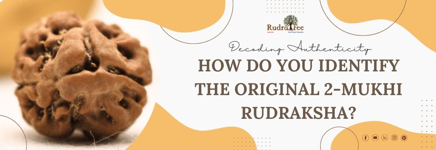 How to Identify the Original 2-Mukhi Rudraksha