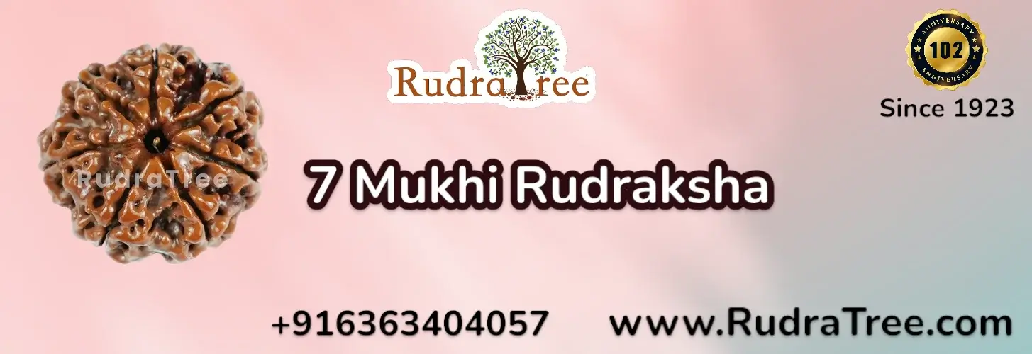 7 Mukhi Rudraksha