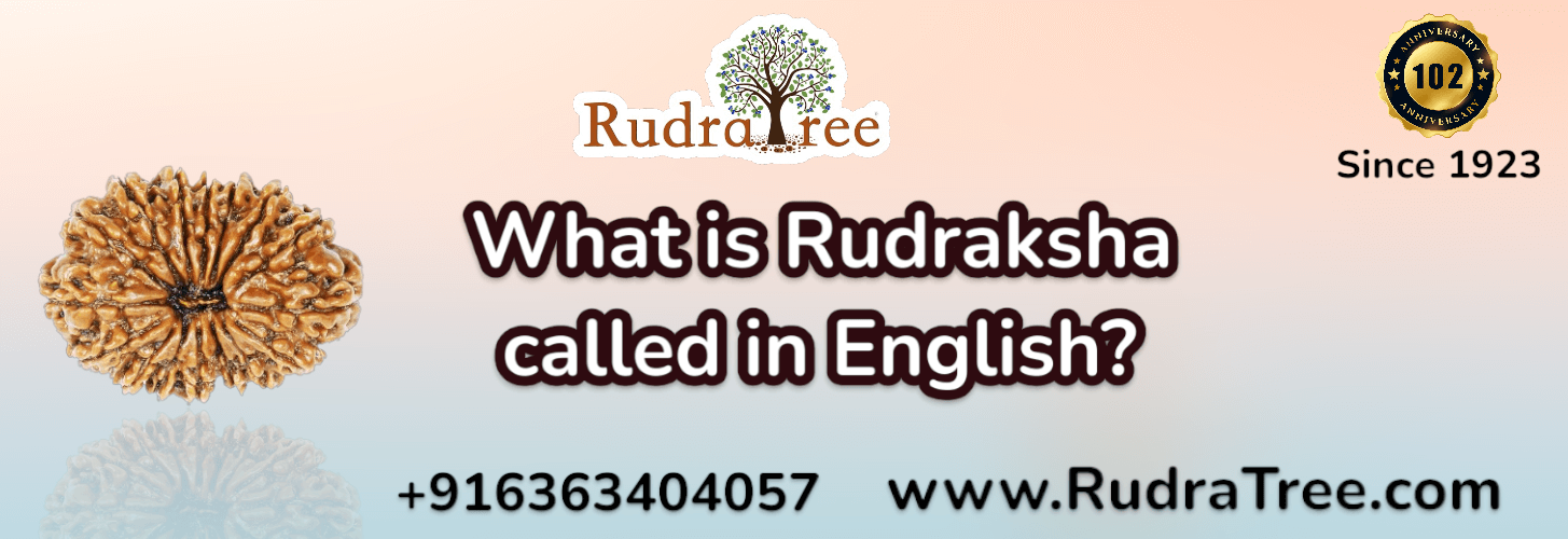 What is Rudraksha called in English? 