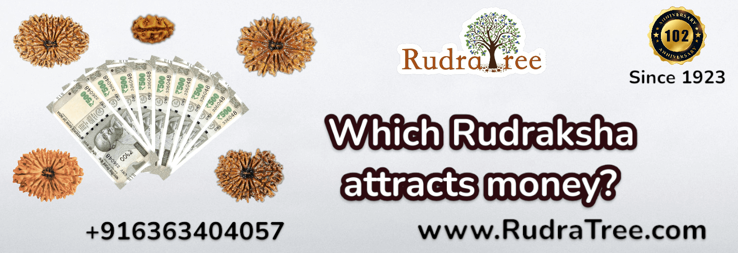 Which Rudraksha attracts money? 