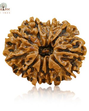RudraTree Gemstones & Rudraksha 42 10 Mukhi Rudraksha