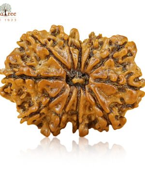 RudraTree Gemstones & Rudraksha 41 11 Mukhi Rudraksha