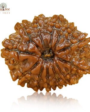 RudraTree Gemstones & Rudraksha 40 12 mukhi rudraksha