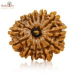 13 mukhi rudraksha