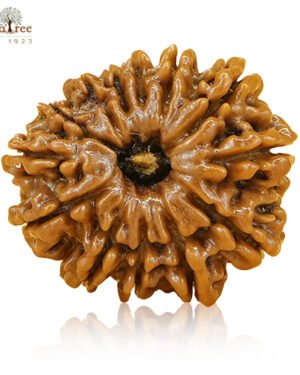 RudraTree Gemstones & Rudraksha 39 13 mukhi rudraksha