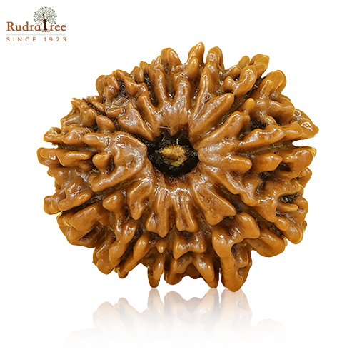 13 mukhi rudraksha
