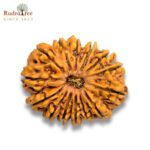 14 mukhi rudraksha