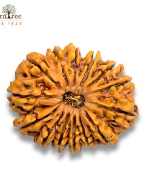 RudraTree Gemstones & Rudraksha 38 14 mukhi rudraksha
