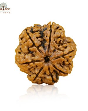 RudraTree Gemstones & Rudraksha 76 7 Mukhi Rudraksha