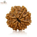 8 Mukhi Rudraksha