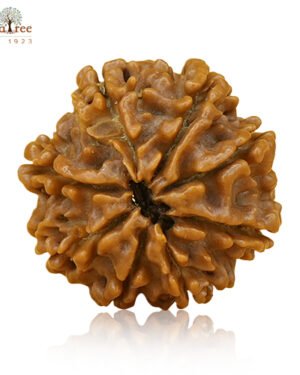 RudraTree Gemstones & Rudraksha 44 8 Mukhi Rudraksha