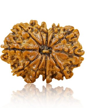 11 mukhi