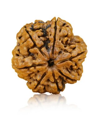 7 mukhi