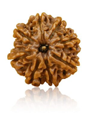 8 mukhi